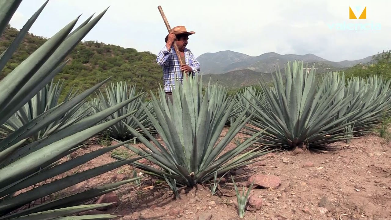 Comprar bebidas mexicanas online